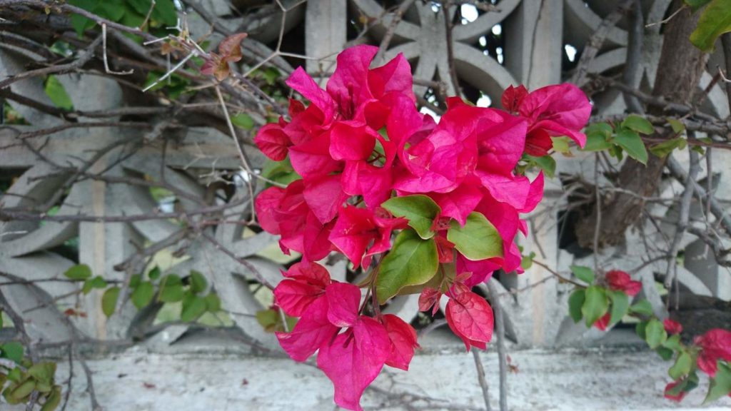 Bougeainvilla mot vit mur