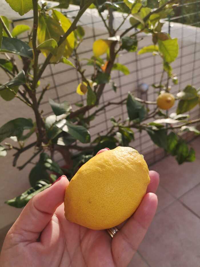 Citronskörd