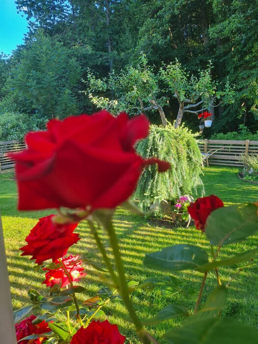 Röd ros i Annickas Trädgård